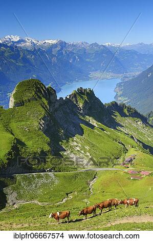 Brienzer Rothorn, Switzerland, Europe View Large Photo Image Picture - Brienzer Rothorn, Switzerland, Europe. Fotosearch