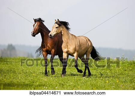 Stock Image - Brown and dun Morgan horses trotting, meadow, Austria, Europe. Fotosearch