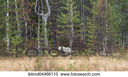 Brown bear (Ursus arctos), cub in autumn forest, Kainuu, Karelia, Finland, Europe View Large Photo Image Stock Image - Brown bear (Ursus arctos), cub in autumn forest, Kainuu, Karelia, Finland, Europe. Fotosearch