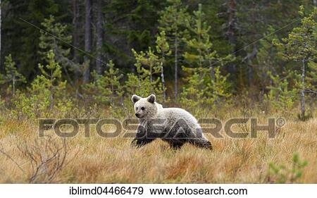 Brown bear (Ursus arctos), cub in autumn forest, Kainuu, Karelia, Finland, Europe View Large Photo Image Stock Photo - Brown bear (Ursus arctos), cub in autumn forest, Kainuu, Karelia, Finland, Europe. Fotosearch