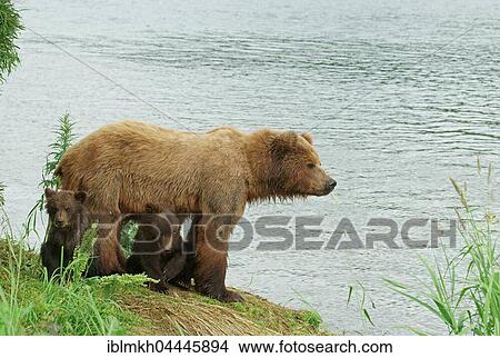 Brown bear (Ursus arctos), female on shore with cubs, Kurile Lake, Kamchatka, Russia, Europe View Large Photo Image Picture - Brown bear (Ursus arctos), female on shore with cubs, Kurile Lake, Kamchatka, Russia, Europe. Fotosearch