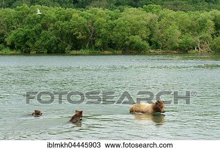 Brown bear (Ursus arctos), female swimming with cubs, Kurile Lake, Kamchatka, Russia, Europe View Large Photo Image Stock Image - Brown bear (Ursus arctos), female swimming with cubs, Kurile Lake, Kamchatka, Russia, Europe. Fotosearch