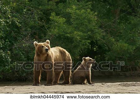 Picture - Brown bear (Ursus arctos), female with cubs, Kurile Lake, Kamchatka, Russia, Europe. Fotosearch