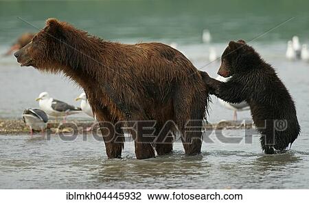 Brown bear (Ursus arctos), female with cubs, Kurile Lake, Kamchatka, Russia, Europe View Large Photo Image Stock Image - Brown bear (Ursus arctos), female with cubs, Kurile Lake, Kamchatka, Russia, Europe. Fotosearch
