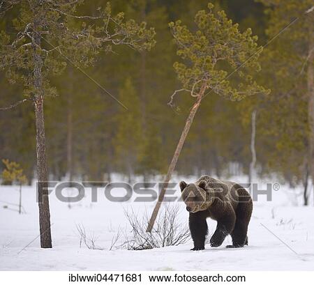 Stock Image - Brown bear (Ursus arctos) in snowy marshland, northeastern Finland, Finland, Europe. Fotosearch