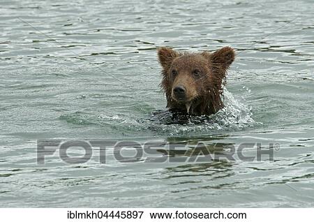 Brown bear (Ursus arctos), juvenile, swimming in water, Kurile Lake, Kamchatka, Russia, Europe View Large Photo Image Stock Photo - Brown bear (Ursus arctos), juvenile, swimming in water, Kurile Lake, Kamchatka, Russia, Europe. Fotosearch