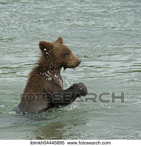 Brown bear (Ursus arctos), juvenile, playing in water, Kurile Lake, Kamchatka, Russia, Europe View Large Photo Image Stock Photography - Brown bear (Ursus arctos), juvenile, playing in water, Kurile Lake, Kamchatka, Russia, Europe. Fotosearch
