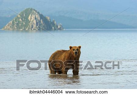 Brown bear (Ursus arctos), Kurile Lake, Kamchatka, Russia, Europe View Large Photo Image Picture - Brown bear (Ursus arctos), Kurile Lake, Kamchatka, Russia, Europe. Fotosearch