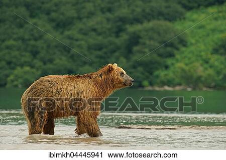 Brown bear (Ursus arctos), Kurile Lake, Kamchatka, Russia, Europe View Large Photo Image Stock Image - Brown bear (Ursus arctos), Kurile Lake, Kamchatka, Russia, Europe. Fotosearch