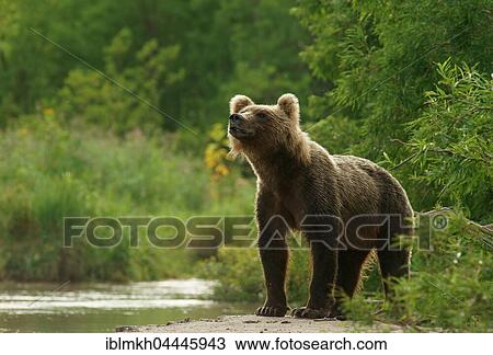 Brown bear (Ursus arctos), Kurile Lake, Kamchatka, Russia, Europe View Large Photo Image Stock Image - Brown bear (Ursus arctos), Kurile Lake, Kamchatka, Russia, Europe. Fotosearch