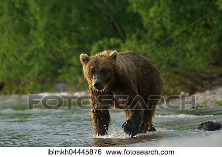 Brown bear (Ursus arctos), Kurile Lake, Kamchatka, Russia, Europe View Large Photo Image Stock Photograph - Brown bear (Ursus arctos), Kurile Lake, Kamchatka, Russia, Europe. Fotosearch