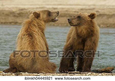 Brown bears (Ursus arctos), juveniles, Kurile Lake, Kamchatka, Russia, Europe View Large Photo Image Stock Image - Brown bears (Ursus arctos), juveniles, Kurile Lake, Kamchatka, Russia, Europe. Fotosearch