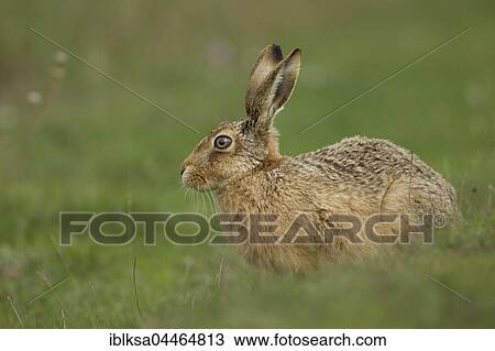 Brown hare (Lepus europaeus) alert, in a field, Suffolk, England, United Kingdom, Europe View Large Photo Image Stock Image - Brown hare (Lepus europaeus) alert, in a field, Suffolk, England, United Kingdom, Europe. Fotosearch