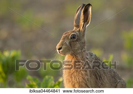 Brown hare (Lepus europaeus) alert, in a field, Suffolk, England, United Kingdom, Europe View Large Photo Image Stock Image - Brown hare (Lepus europaeus) alert, in a field, Suffolk, England, United Kingdom, Europe. Fotosearch