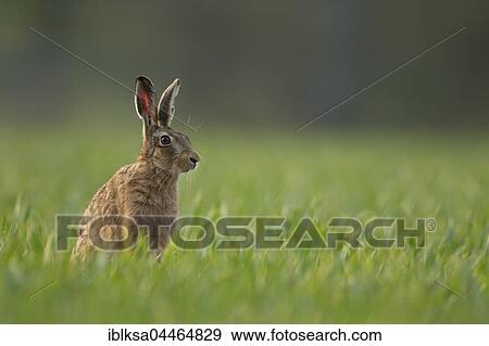 Stock Photo - Brown hare (Lepus europaeus) alert, in a field, Suffolk, England, United Kingdom, Europe. Fotosearch
