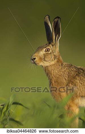Brown hare (Lepus europaeus) alert, in a field of maize, Suffolk, England, United Kingdom, Europe View Large Photo Image Stock Photograph - Brown hare (Lepus europaeus) alert, in a field of maize, Suffolk, England, United Kingdom, Europe. Fotosearch