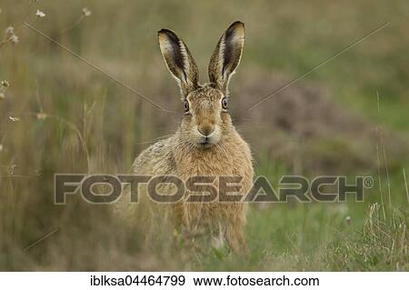 Stock Photo - Brown hare (Lepus europaeus), alert, Suffolk, England, United Kingdom, Europe. Fotosearch