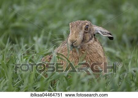 Stock Image - Brown hare (Lepus europaeus) feeding, Suffolk, England, United Kingdom, Europe. Fotosearch