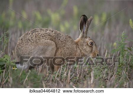 Brown hare (Lepus europaeus) feeding, in a field, Suffolk, England, United Kingdom, Europe View Large Photo Image Stock Image - Brown hare (Lepus europaeus) feeding, in a field, Suffolk, England, United Kingdom, Europe. Fotosearch