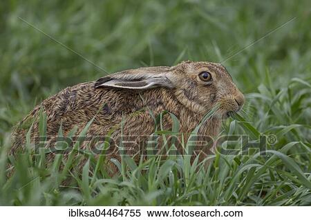 Brown hare (Lepus europaeus) feeding, Suffolk, England, United Kingdom, Europe View Large Photo Image Stock Photography - Brown hare (Lepus europaeus) feeding, Suffolk, England, United Kingdom, Europe. Fotosearch