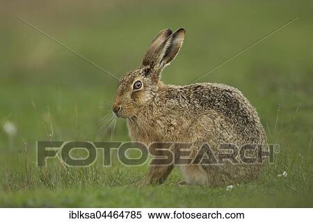 Brown hare (Lepus europaeus), in a field, Suffolk, England, United Kingdom, Europe View Large Photo Image Stock Photography - Brown hare (Lepus europaeus), in a field, Suffolk, England, United Kingdom, Europe. Fotosearch
