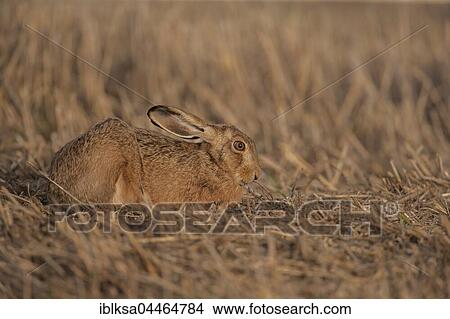 Brown hare (Lepus europaeus) in stubble field, Suffolk, England, United Kingdom, Europe View Large Photo Image Picture - Brown hare (Lepus europaeus) in stubble field, Suffolk, England, United Kingdom, Europe. Fotosearch