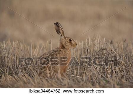 Brown hare (Lepus europaeus) in stubble field, Suffolk, England, United Kingdom, Europe View Large Photo Image Stock Image - Brown hare (Lepus europaeus) in stubble field, Suffolk, England, United Kingdom, Europe. Fotosearch