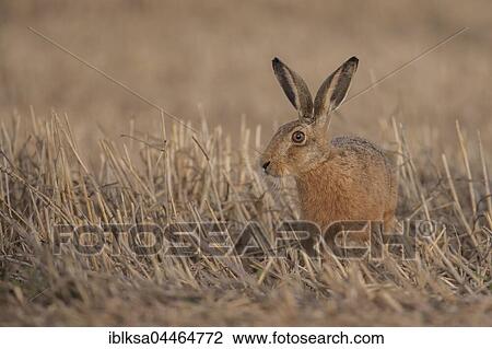 Brown hare (Lepus europaeus) in stubble field, Suffolk, England, United Kingdom, Europe View Large Photo Image Stock Image - Brown hare (Lepus europaeus) in stubble field, Suffolk, England, United Kingdom, Europe. Fotosearch