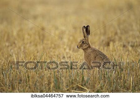 Brown hare (Lepus europaeus) in stubble field, Suffolk, England, United Kingdom, Europe View Large Photo Image Stock Photo - Brown hare (Lepus europaeus) in stubble field, Suffolk, England, United Kingdom, Europe. Fotosearch