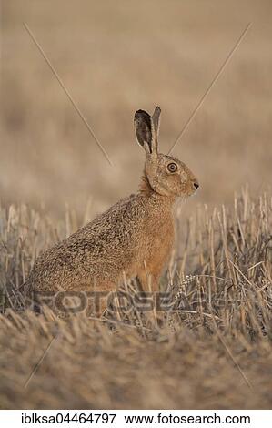 Brown hare (Lepus europaeus) in stubble field, Suffolk, England, United Kingdom, Europe View Large Photo Image Stock Photo - Brown hare (Lepus europaeus) in stubble field, Suffolk, England, United Kingdom, Europe. Fotosearch