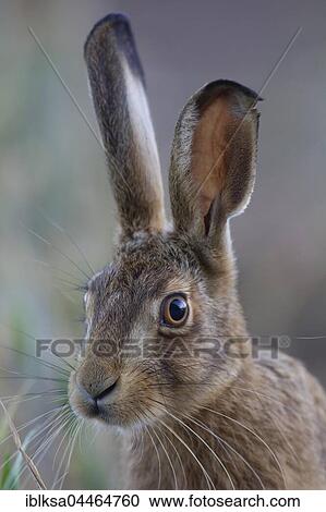 Brown hare (Lepus europaeus), portrait, alert, Suffolk, England, United Kingdom, Europe View Large Photo Image Stock Image - Brown hare (Lepus europaeus), portrait, alert, Suffolk, England, United Kingdom, Europe. Fotosearch