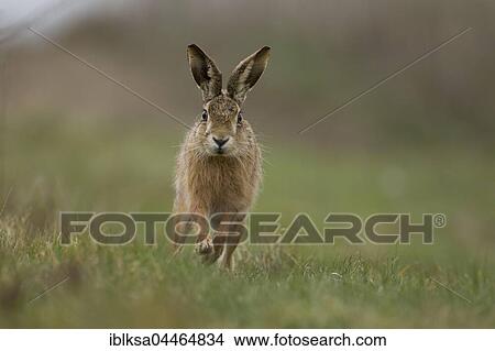 Picture - Brown hare (Lepus europaeus) running, in a field, Suffolk, England, United Kingdom, Europe. Fotosearch