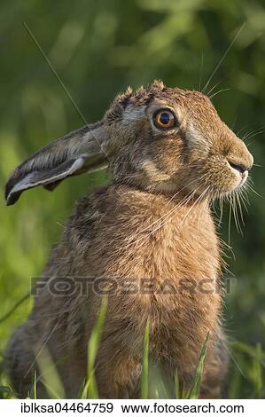 Brown hare (Lepus europaeus) with hanging ears, Suffolk, England, United Kingdom, Europe View Large Photo Image Stock Photo - Brown hare (Lepus europaeus) with hanging ears, Suffolk, England, United Kingdom, Europe. Fotosearch