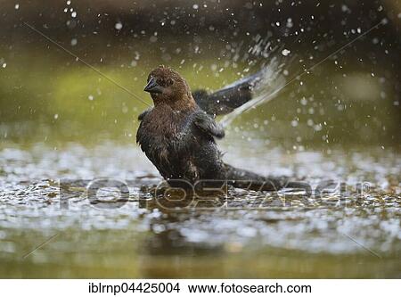 Picture - Brown-headed Cowbird (Molothrus ater), adult male, bathing, Hill Country, Texas, USA, North America. Fotosearch