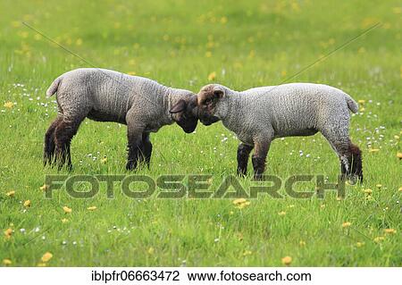 Brown-headed meat sheep (Ovis ammon) aries, in spring, Switzerland, Europe View Large Photo Image Stock Image - Brown-headed meat sheep (Ovis ammon) aries, in spring, Switzerland, Europe. Fotosearch