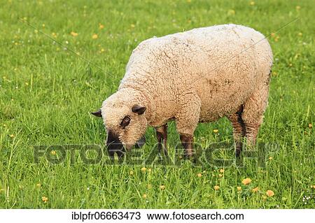 Brown-headed meat sheep (Ovis ammon) aries, in spring, Switzerland, Europe View Large Photo Image Stock Image - Brown-headed meat sheep (Ovis ammon) aries, in spring, Switzerland, Europe. Fotosearch