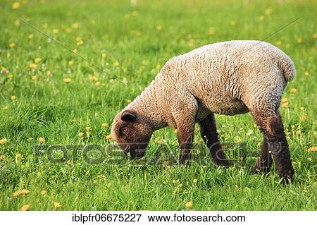 Brown-headed meat sheep (Ovis ammon) aries, in spring, Switzerland, Europe View Large Photo Image Stock Photo - Brown-headed meat sheep (Ovis ammon) aries, in spring, Switzerland, Europe. Fotosearch