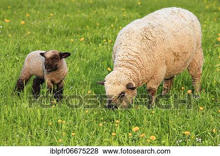 Brown-headed meat sheep (Ovis ammon) aries, in spring, Switzerland, Europe View Large Photo Image Stock Photo - Brown-headed meat sheep (Ovis ammon) aries, in spring, Switzerland, Europe. Fotosearch