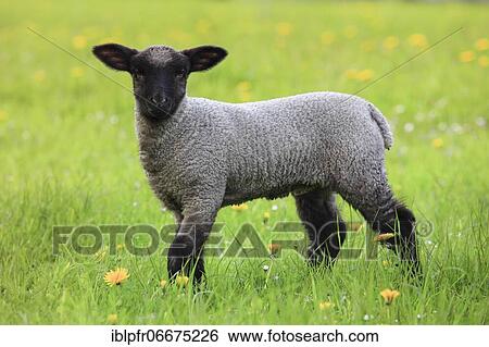 Brown-headed meat sheep (Ovis ammon) aries, in spring, Switzerland, Europe View Large Photo Image Stock Photograph - Brown-headed meat sheep (Ovis ammon) aries, in spring, Switzerland, Europe. Fotosearch