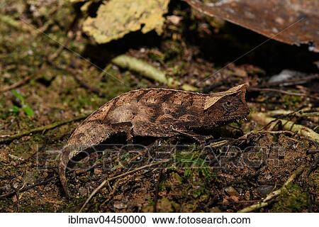 Brown leaf chameleon (Brookesia superciliaris), male, Analamazoatra, Andasibe National Park, Madagascar, Africa View Large Photo Image Stock Image - Brown leaf chameleon (Brookesia superciliaris), male, Analamazoatra, Andasibe National Park, Madagascar, Africa. Fotosearch