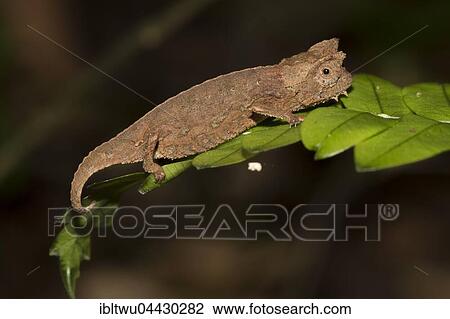 Brown leaf chameleon (Brookesia superciliaris), juvenile on leaf, rainforest, Ranomafana National Park, Southern Highlands, Madagascar, Africa View Large Photo Image Stock Image - Brown leaf chameleon (Brookesia superciliaris), juvenile on leaf, rainforest, Ranomafana National Park, Southern Highlands, Madagascar, Africa. Fotosearch