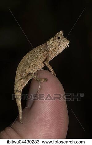 Brown leaf chameleon (Brookesia superciliaris), juvenile on finger, rainforest, Ranomafana National Park, Southern Highlands, Madagascar, Africa View Large Photo Image Stock Image - Brown leaf chameleon (Brookesia superciliaris), juvenile on finger, rainforest, Ranomafana National Park, Southern Highlands, Madagascar, Africa. Fotosearch