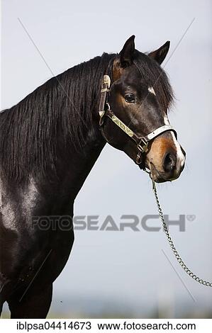Brown Morgan stallion with show halter, Austria, Europe View Large Photo Image Stock Image - Brown Morgan stallion with show halter, Austria, Europe. Fotosearch