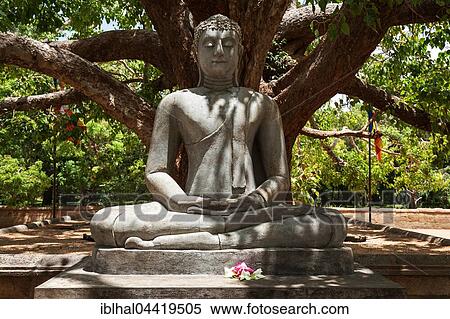 Buddha statue, Seated Buddha under Bodhi tree (Ficus religiosa), Sacred City of Anuradhapura, North Central Province, Sri Lanka, Asia View Large Photo Image Stock Photography - Buddha statue, Seated Buddha under Bodhi tree (Ficus religiosa), Sacred City of Anuradhapura, North Central Province, Sri Lanka, Asia. Fotosearch
