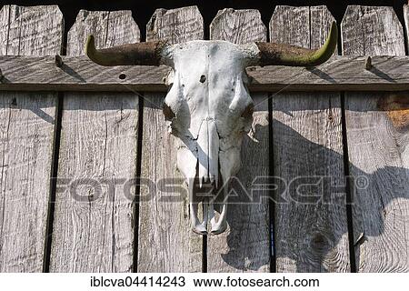 Bull skull with bullet hole, on fence, Mecklenburg-Western Pomerania, Germany, Europe View Large Photo Image Stock Image - Bull skull with bullet hole, on fence, Mecklenburg-Western Pomerania, Germany, Europe. Fotosearch