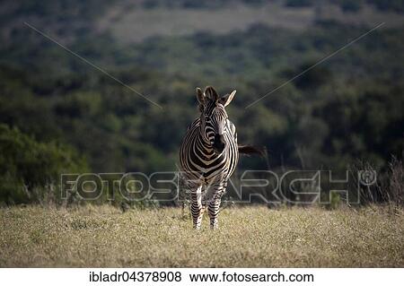 Burchell's zebra, common or plains zebra (Equus quagga), Addo Elephant National Park, South Africa, Africa View Large Photo Image Stock Photo - Burchell's zebra, common or plains zebra (Equus quagga), Addo Elephant National Park, South Africa, Africa. Fotosearch