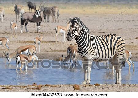 Burchell's zebra (Equus quagga burchellii) and springboks (Antidorcas marsupialis) drinking at a waterhole, gemsbok (Oryx gazella) behind, Etosha National Park, Namibia, Africa View Large Photo Image Stock Image - Burchell's zebra (Equus quagga burchellii) and springboks (Antidorcas marsupialis) drinking at a waterhole, gemsbok (Oryx gazella) behind, Etosha National Park, Namibia, Africa. Fotosearch