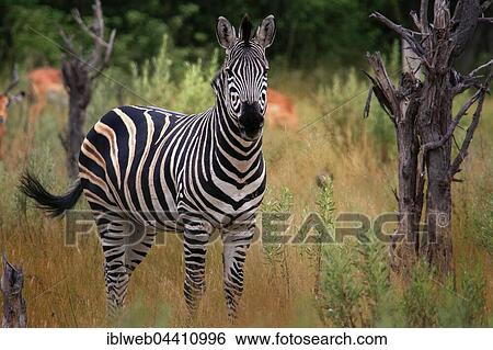 Burchell's Zebra (Equus quagga burchelli), Moremi Game Reserve, Okavango Delta, Botswana, Africa View Large Photo Image Stock Photograph - Burchell's Zebra (Equus quagga burchelli), Moremi Game Reserve, Okavango Delta, Botswana, Africa. Fotosearch