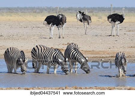 Burchell's zebras (Equus quagga burchellii) drinking in a waterhole, ostriches (Struthio camelus) behind, Etosha National Park, Namibia, Africa View Large Photo Image Stock Image - Burchell's zebras (Equus quagga burchellii) drinking in a waterhole, ostriches (Struthio camelus) behind, Etosha National Park, Namibia, Africa. Fotosearch