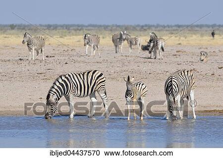 Burchell's zebras (Equus quagga burchellii), with foal, drinking at a waterhole, Etosha National Park, Namibia, Africa View Large Photo Image Stock Image - Burchell's zebras (Equus quagga burchellii), with foal, drinking at a waterhole, Etosha National Park, Namibia, Africa. Fotosearch